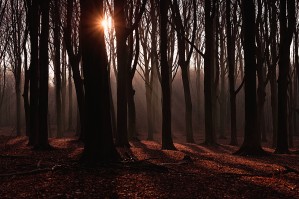 Forest 1_OSG